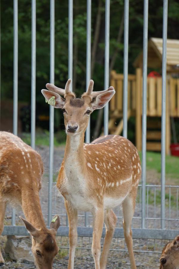Le Val Des Cerfs - Het Hertendal Hastiere-par-dela 外观 照片